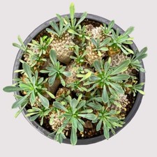 12cm Succulent Cactus Plant