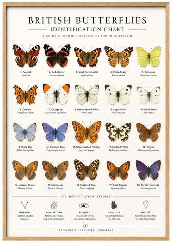 British butterflies - british,