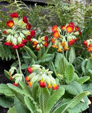Primula veris Sunset Shades -