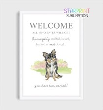 Chihuahua (Long Coat)