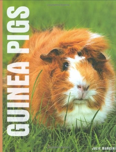 Guinea pigs - guinea,