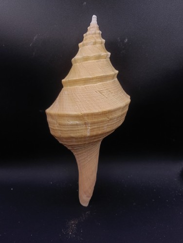 Syrinx aruanus 250mm seashell