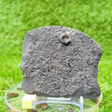 Eleganticeras ammonite fossil