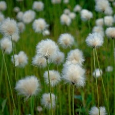 Eriophorum Angustifolium Pond