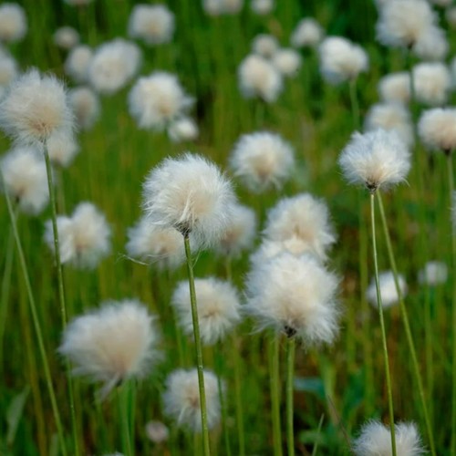 Eriophorum angustifolium pond - eriophorum,