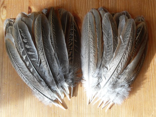 Cock pheasant wing - 50,