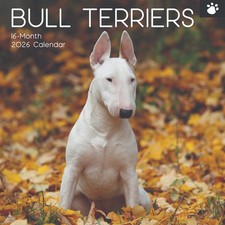 Bull Terrier Dog  "12  x 12"