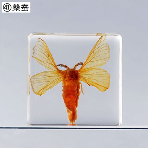 Silkworm specimen small animal - silkworm,