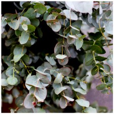 Eucalyptus Gunnii / Cider Gum Tree in 2L Pot, Attractive Bark, Aromatic Foliage