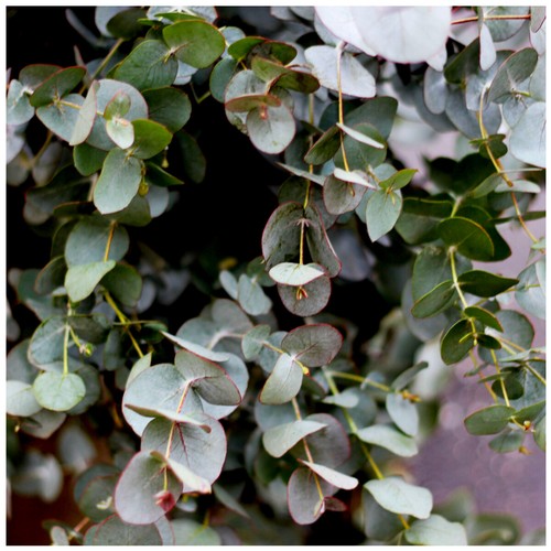 Eucalyptus gunnii cider - cider, gum