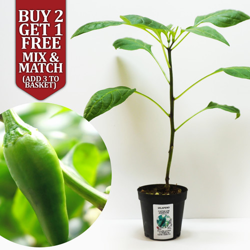 Jalapeno chilli pepper - chilli, potted