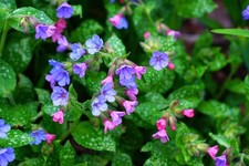 Pulmonaria bare root young plants x 3 