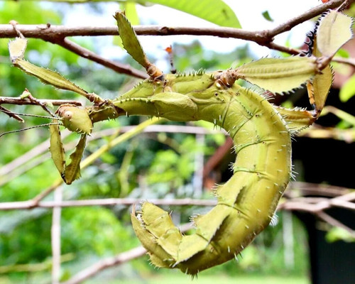 Spiny leaf insect eggs - spiny,