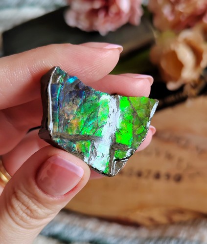 Rare ammolite specimen - ammolite,