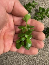 Portulacaria afra
