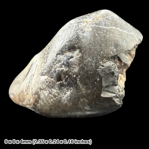 Iguanodontid dinosaur tooth - iguanodontid,