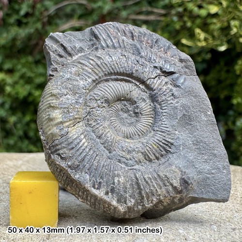 Prodactylioceras davoei fossil - davoei,