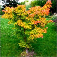 Acer Palmatum 'Orange Dream'