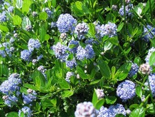1x Ceanothus ‘Skylark’ – Californian Lilac Shrub in 9cm Pot – By Direct Plants