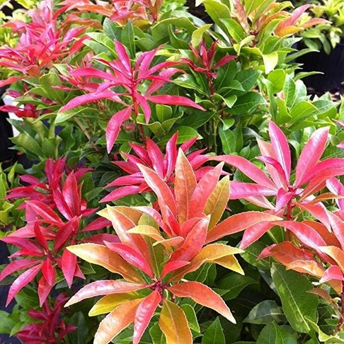 Pieris mountain fire - pieris,
