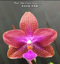 Last 1! Phalaenopsis Miki