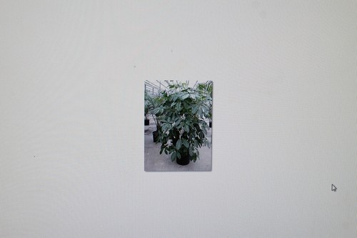 Seeds schefflera - 5,