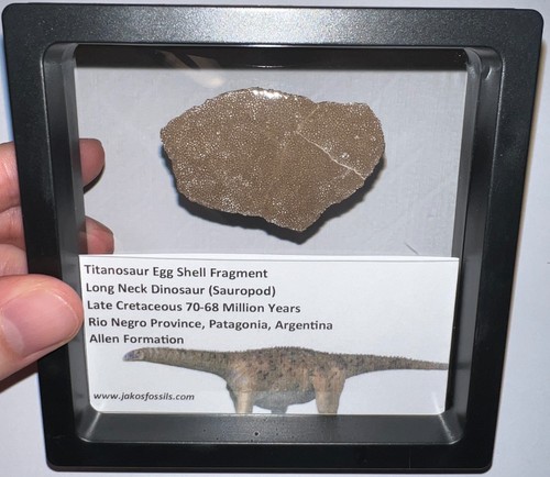 Framed titanosaur dinosaur - titanosaur,