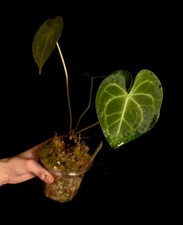 Anthurium Warocqueanum X