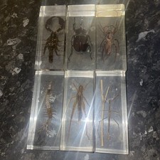 Bundle 6 Bugs Beetles Insects