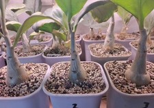 5cm cyphostemma bainesii - cyphostemma,