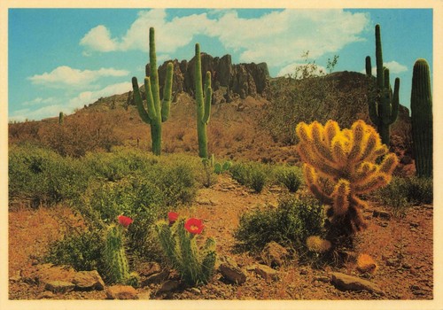 Postcard tucson sonora - az,