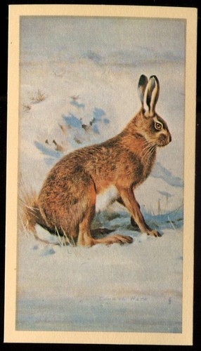 Tobacco card doncella - tobacco, card,