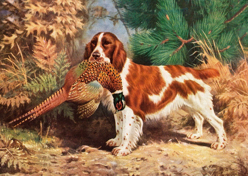 Welsh springer spaniel - welsh,