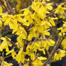 Forsythia Lynwood Plants 2 x