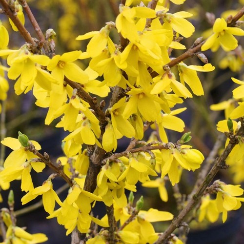 Forsythia lynwood plants - 2, x