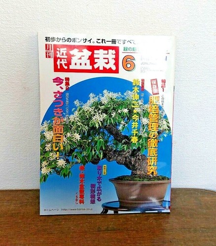 Kinbon kindai bonsai - kindai,