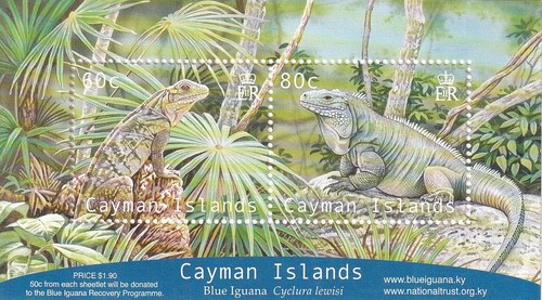 2004 cayman islands iguana - 2004, iguana's