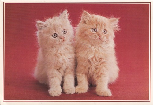 Kittens two fluffy ginger - kittens,
