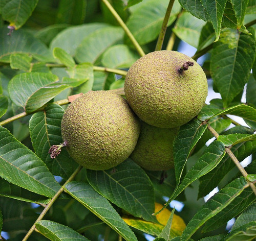 Black walnut tree juglans - tree,