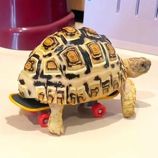 Turtle Training Skateboard Pet Mini Skateboard Tortoise Foraging Walking
