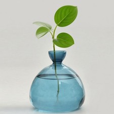 Avocado Tree Glass Pot