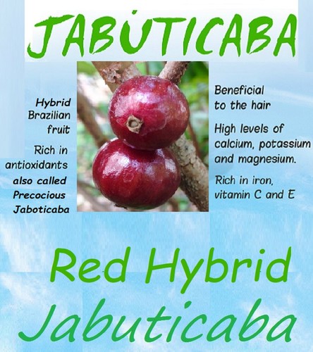 Red hybrid jaboticaba plinia - ~red,