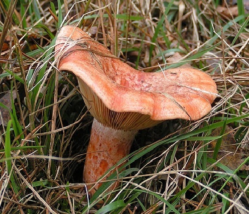 Saffron milk cap red pine - milk,