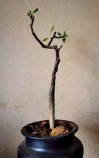 Sale Rare Bursera epinnata