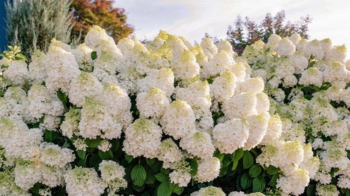 Hydrangea paniculata little - paniculata, 'little