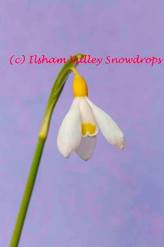 10x dormant galanthus - dormant,