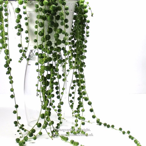 Senecio rowleyanus string - rowleyanus, of