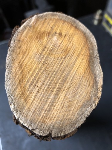 Seasoned old yew - seasoned,