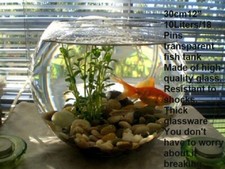 Clear glass fish bowl round - glass,