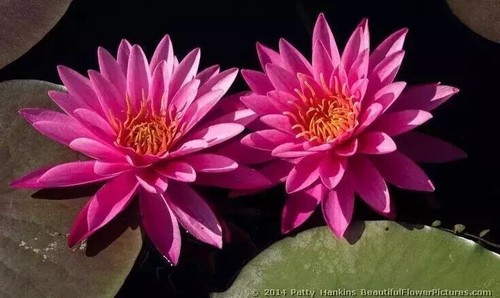 Nymphaea pink sensation - "pink, sensation"